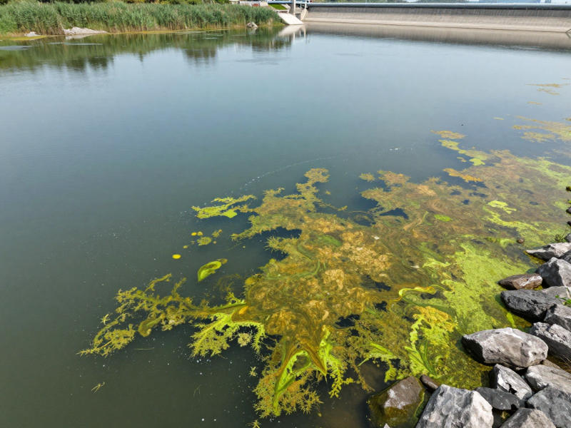 葉綠素a超標導致的水體水華現象